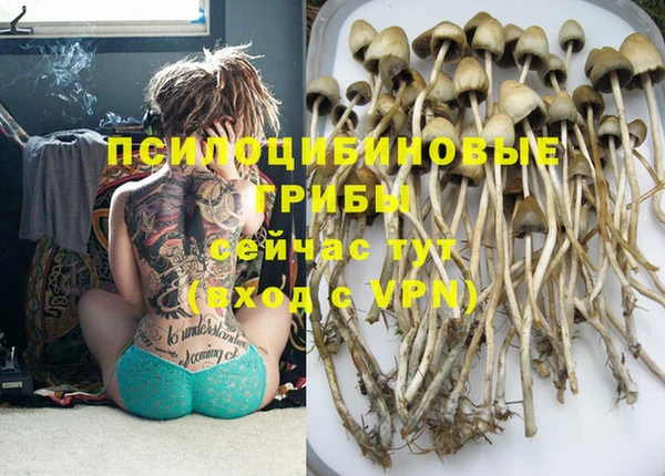 индика Новозыбков